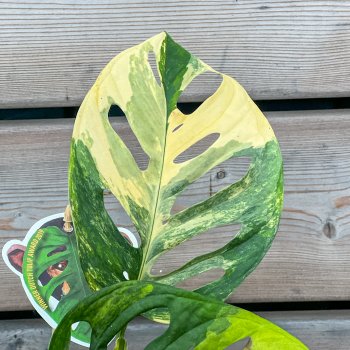 Monstera adansonii (Monstera adansonova) ´AUREA VARIEGATA´, kont. C1,5L, výška: 20-30 cm